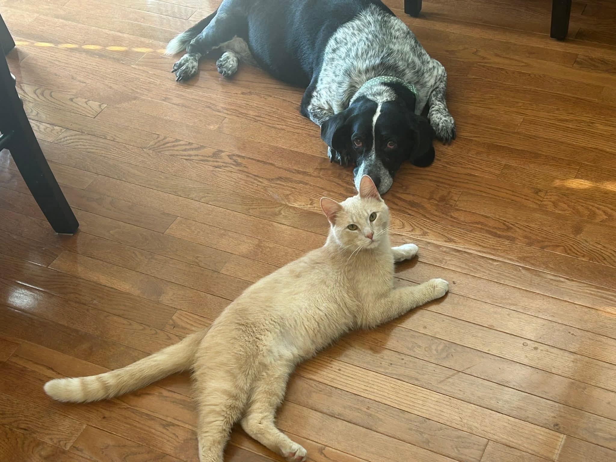 Enlarge Pumpkin, a ADOPTABLE Domestic Short Hair in Maryville, TN image 3/3