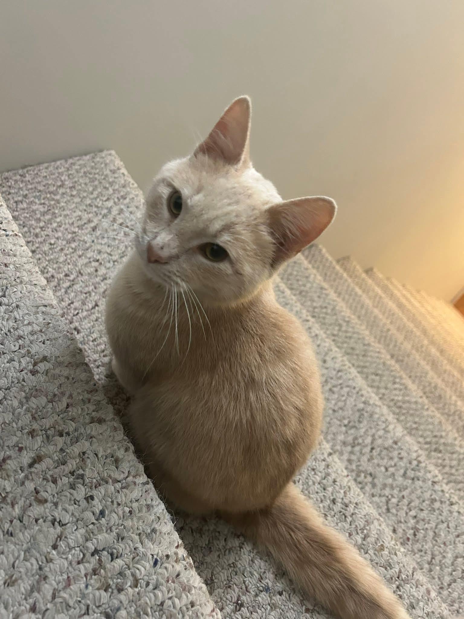 Enlarge Pumpkin, a ADOPTABLE Domestic Short Hair in Maryville, TN image 1/3