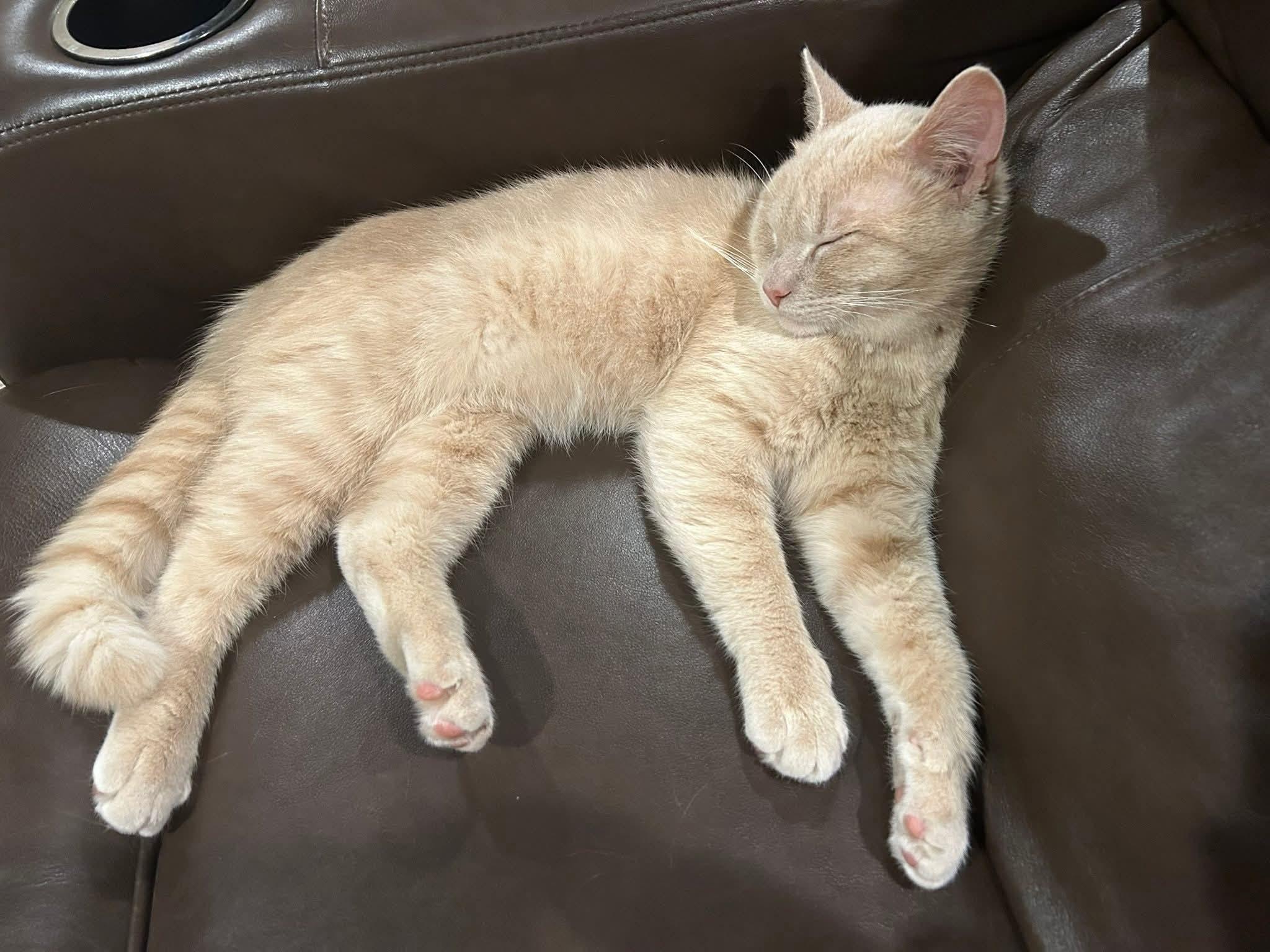 Enlarge Pumpkin, a ADOPTABLE Domestic Short Hair in Maryville, TN image 2/3