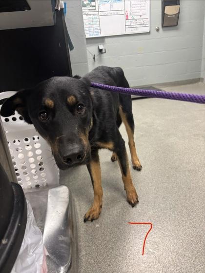 Enlarge Ebby 7, a Adoptable mixed breed in Fallston, MD image 1/1