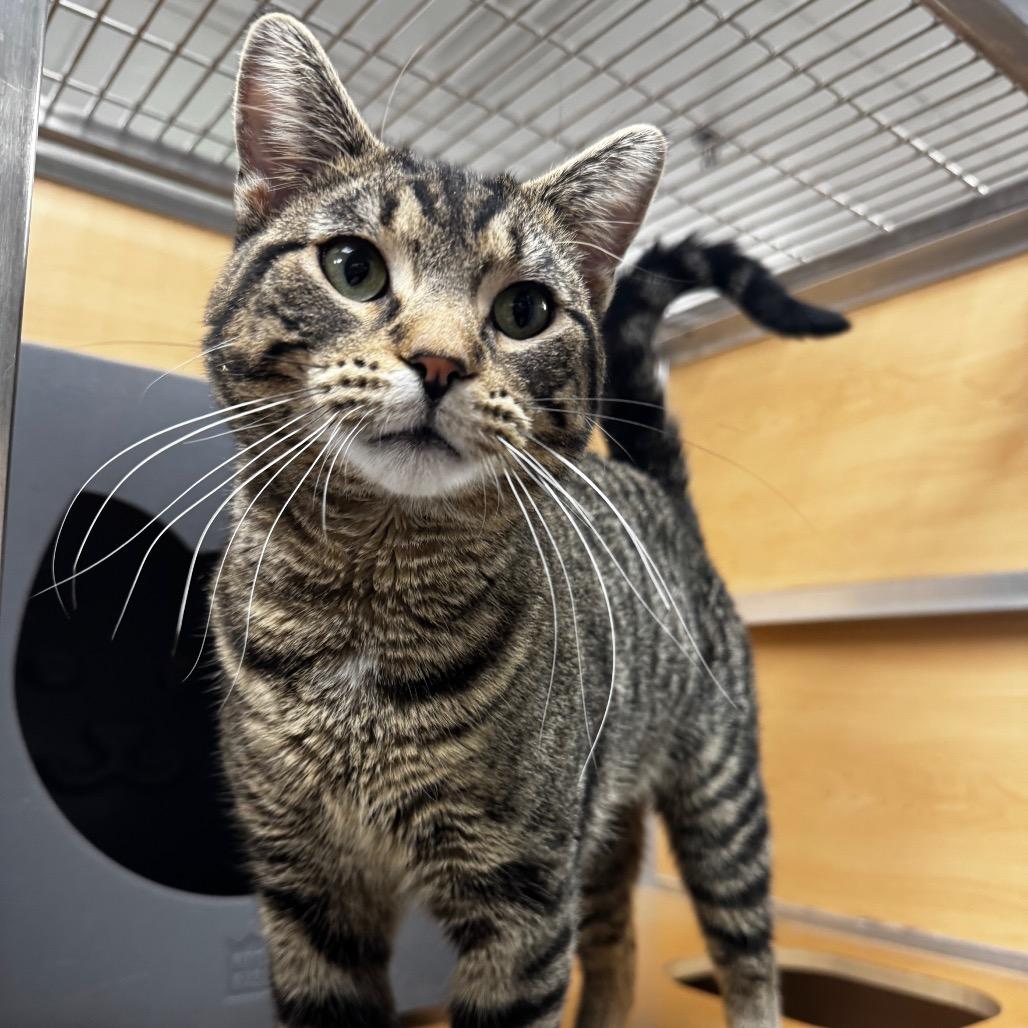 Elvis, Adoptable, Young Male Domestic Short Hair.