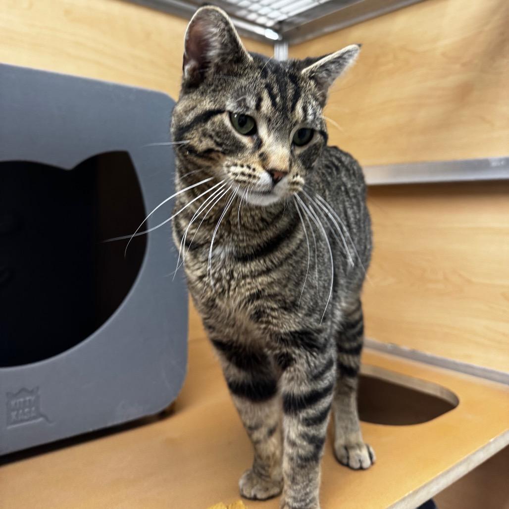 Enlarge Elvis, a Adoptable Domestic Short Hair in Brookfield, WI image 2/2