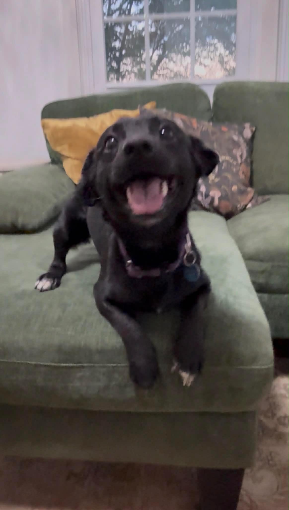Rizz, a ADOPTABLE mixed breed in Silver Spring, MD image 3/6