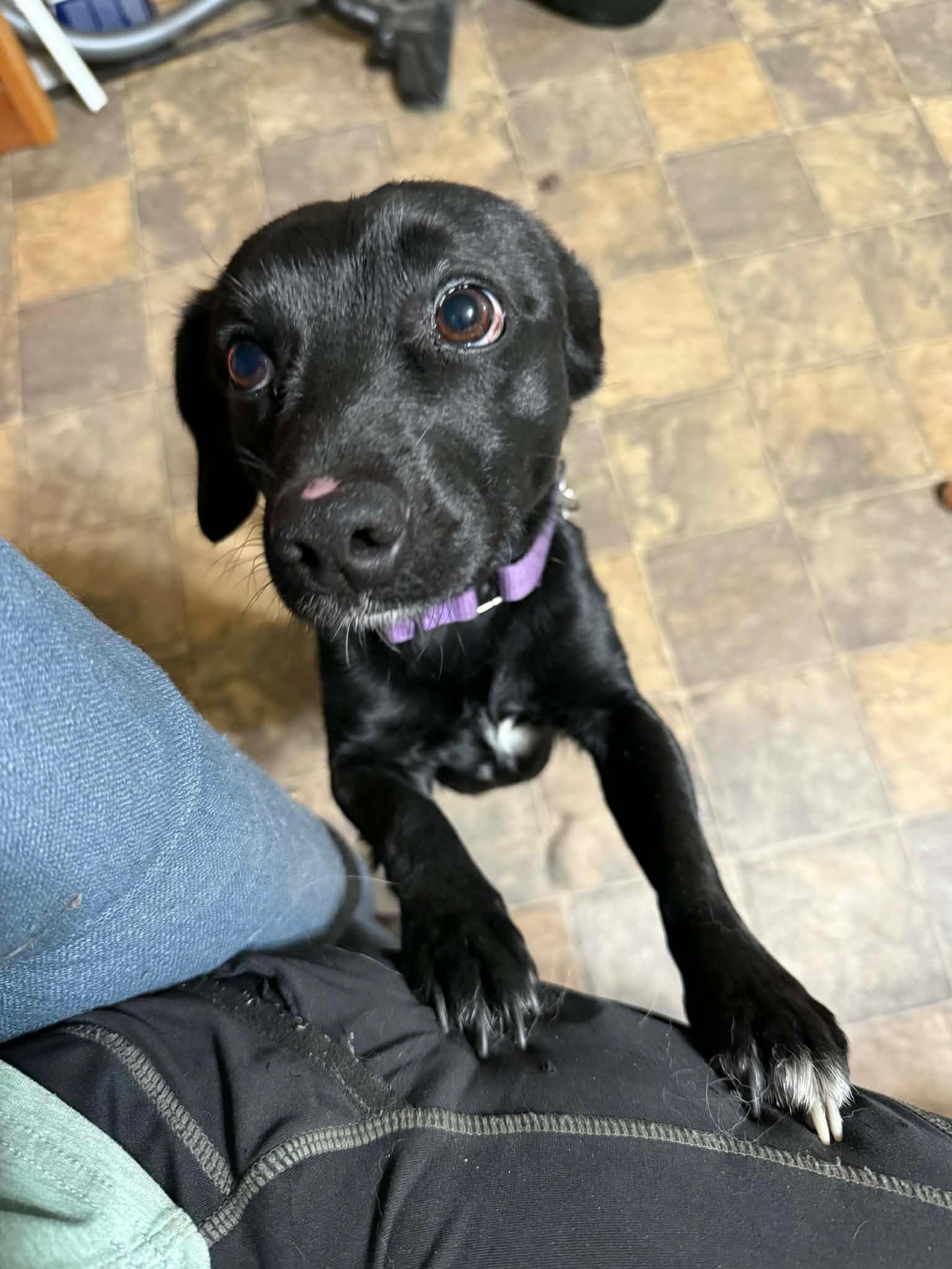 Rizz, a ADOPTABLE mixed breed in Silver Spring, MD image 2/6