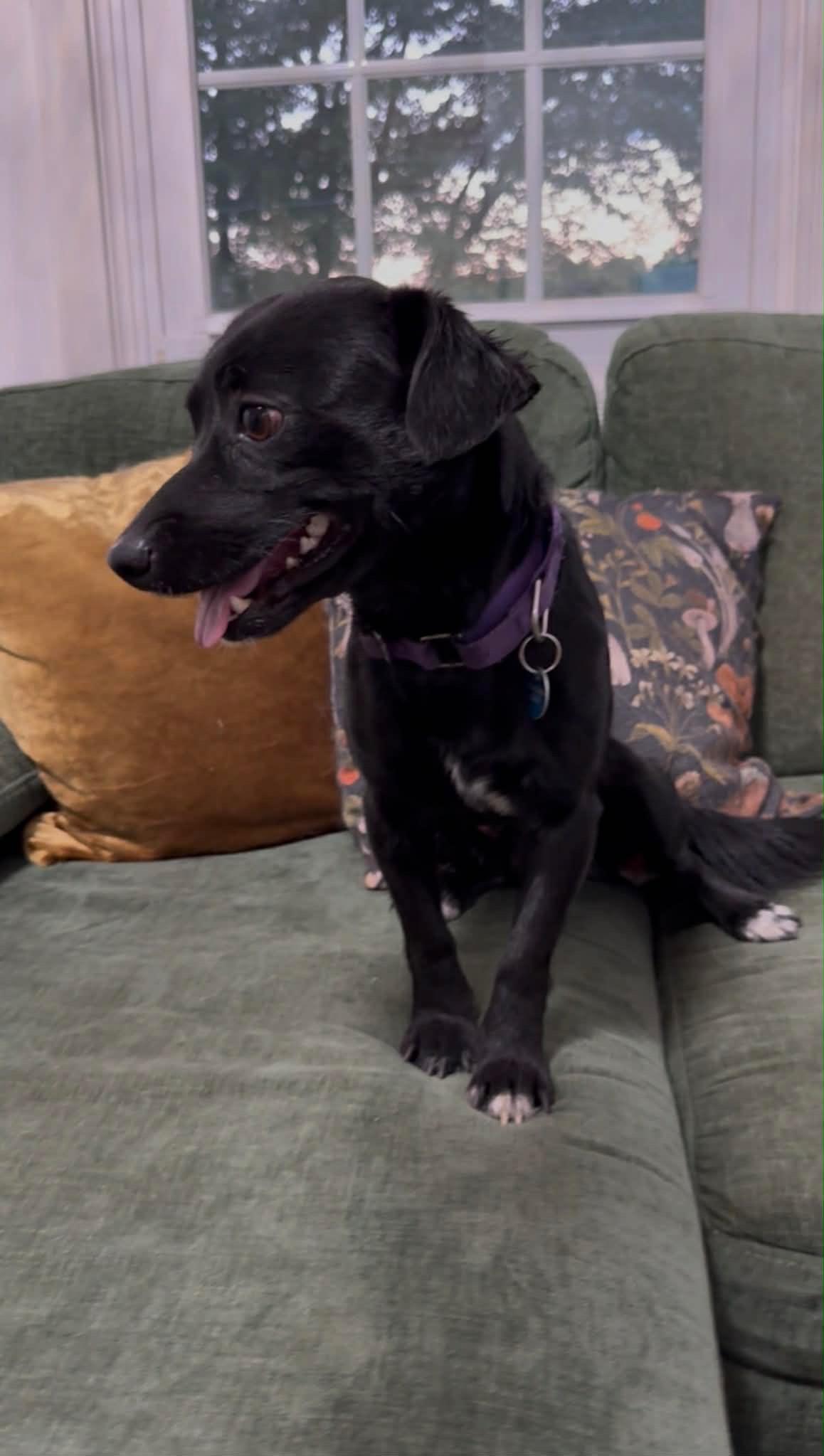Rizz, a ADOPTABLE mixed breed in Silver Spring, MD image 5/6