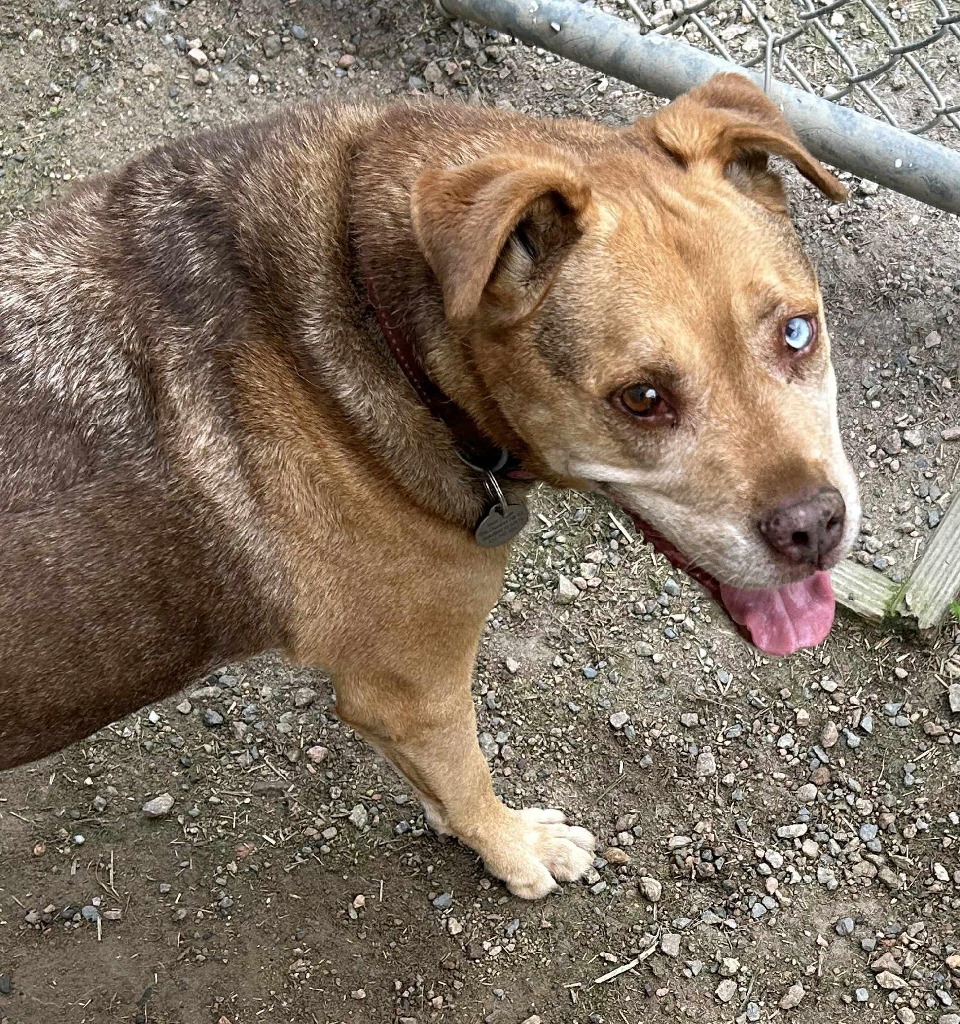 Lucky, Senior Male unknown