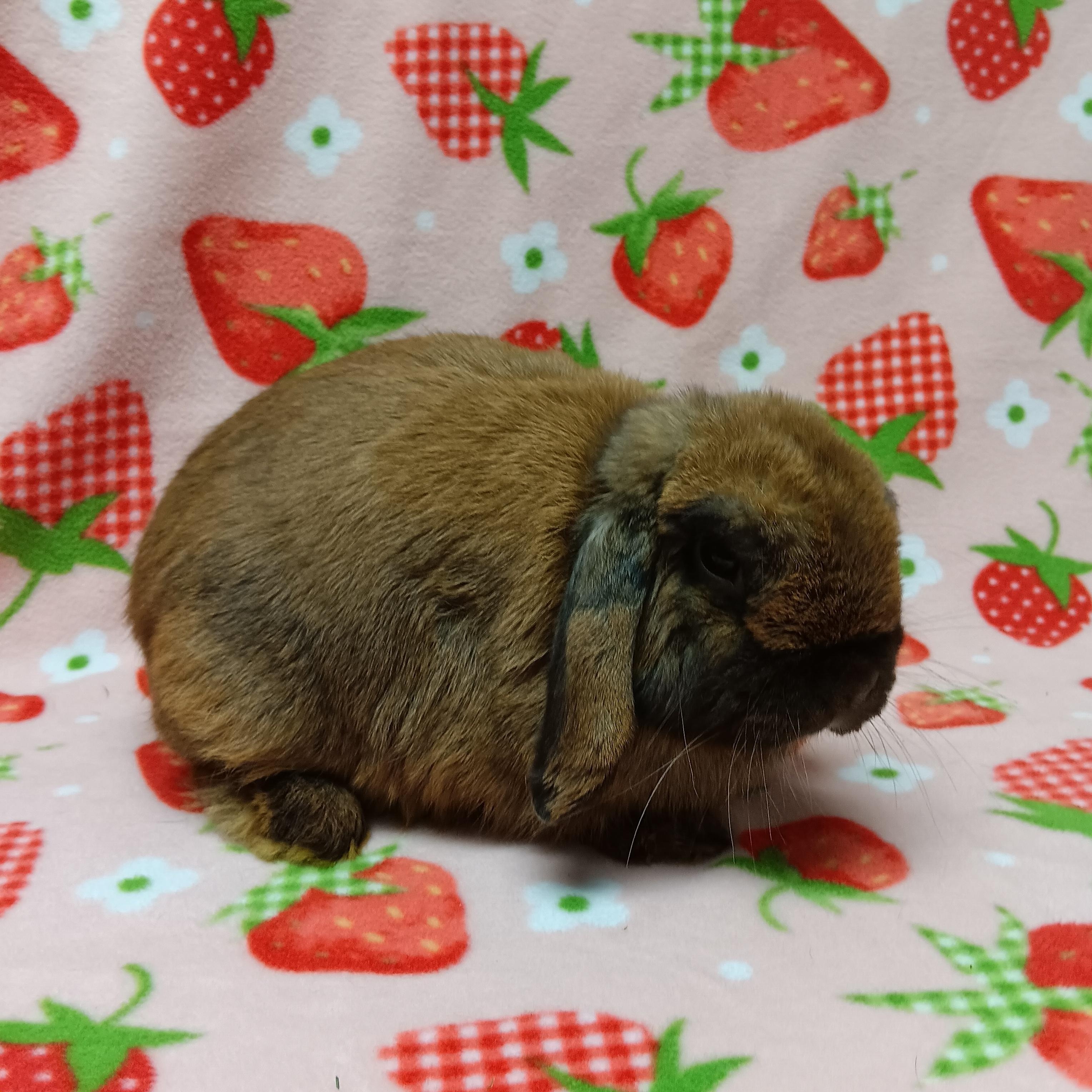 Benny, ADOPTABLE, Adult Male Lop Eared.