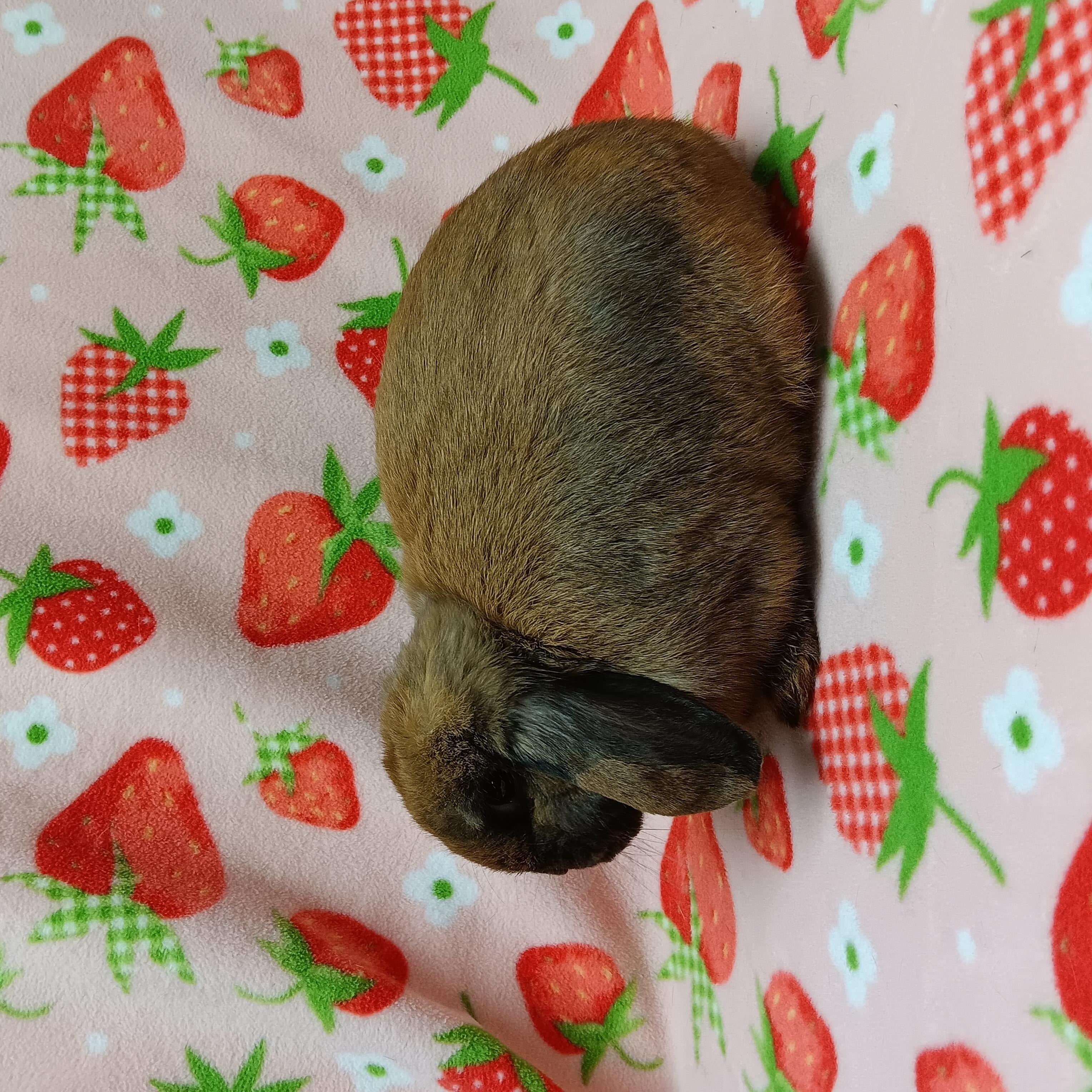 Enlarge Benny, a ADOPTABLE Lop Eared in Harrisburg, PA image 2/2