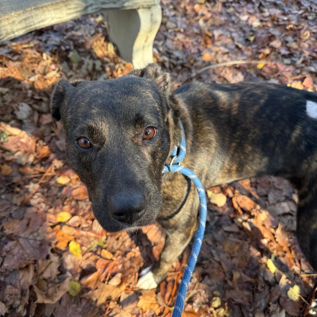 Joy 3025 — thumbnail 2