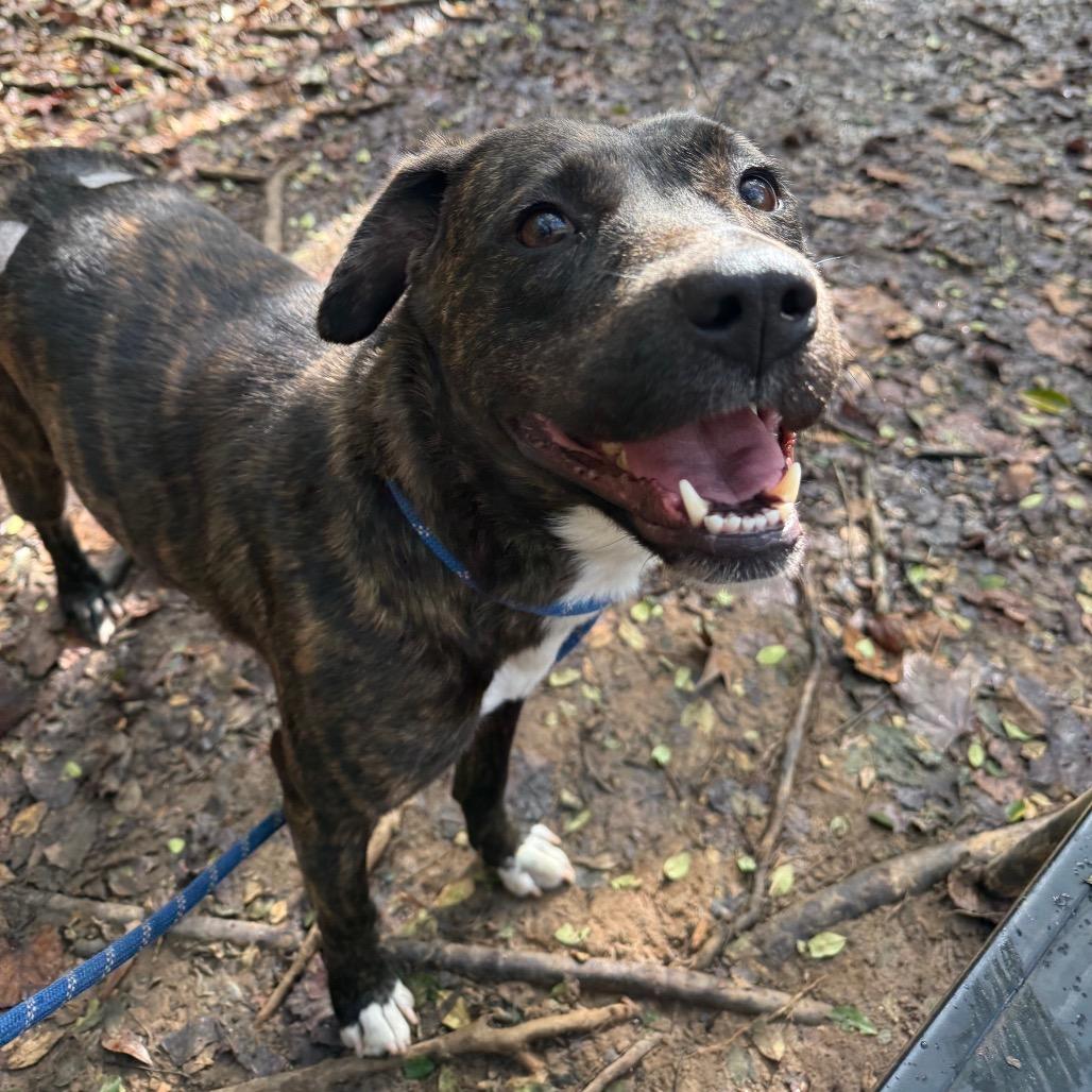 Joy 3025 — thumbnail 3