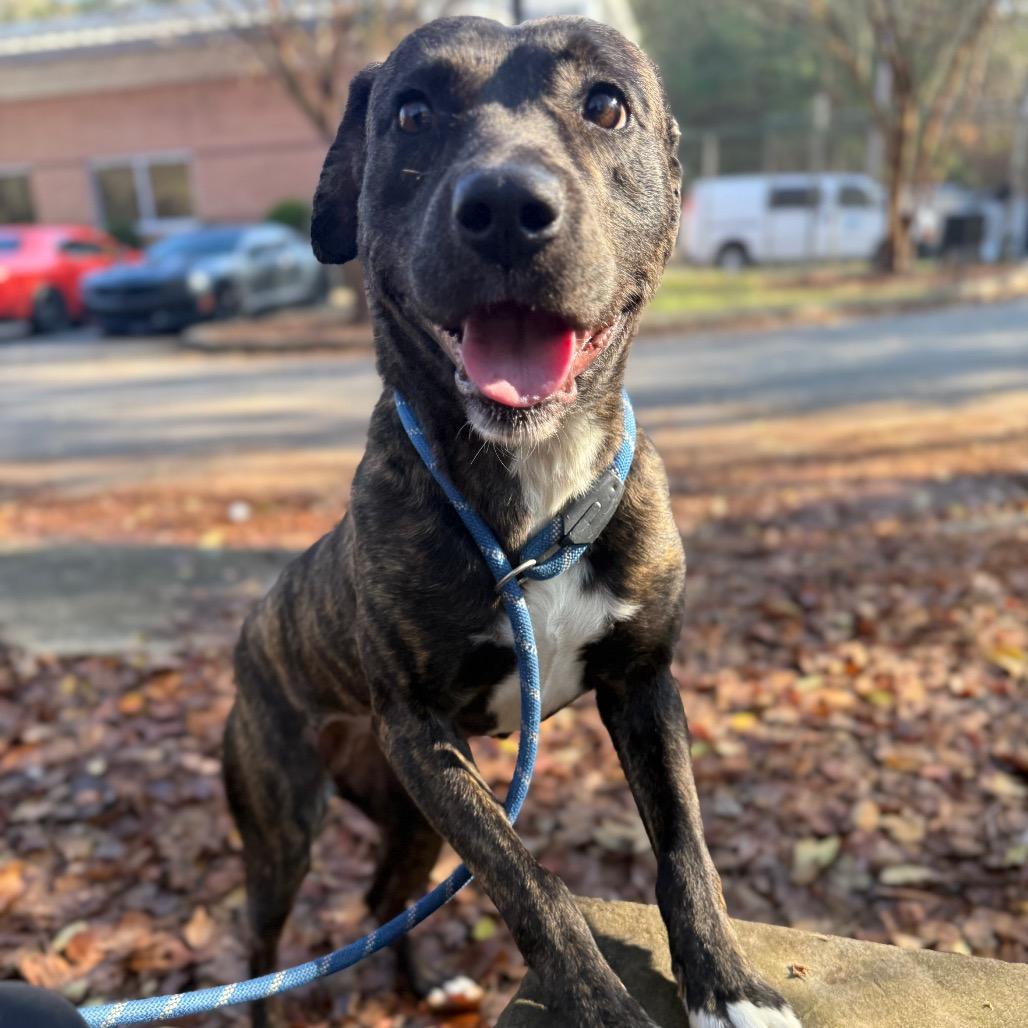 Joy 3025 — thumbnail 4