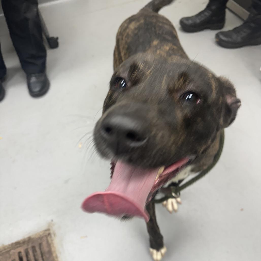 Joy 3025 — thumbnail 5