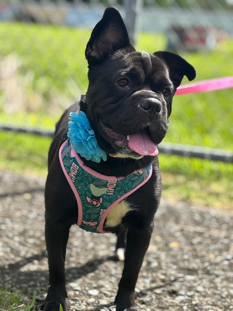 Enlarge Peppa, a Adoptable mixed breed in Ridgefield, CT image 2/6