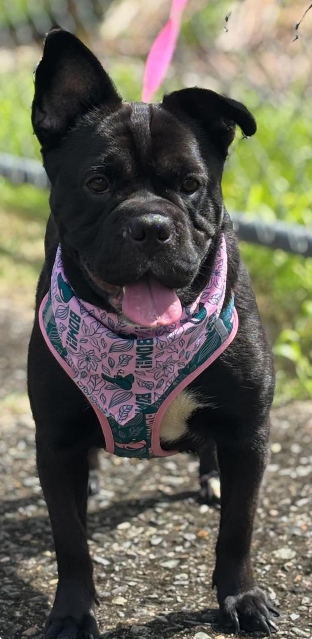 Peppa, Adoptable, Young Female English Bulldog & Boston Terrier.