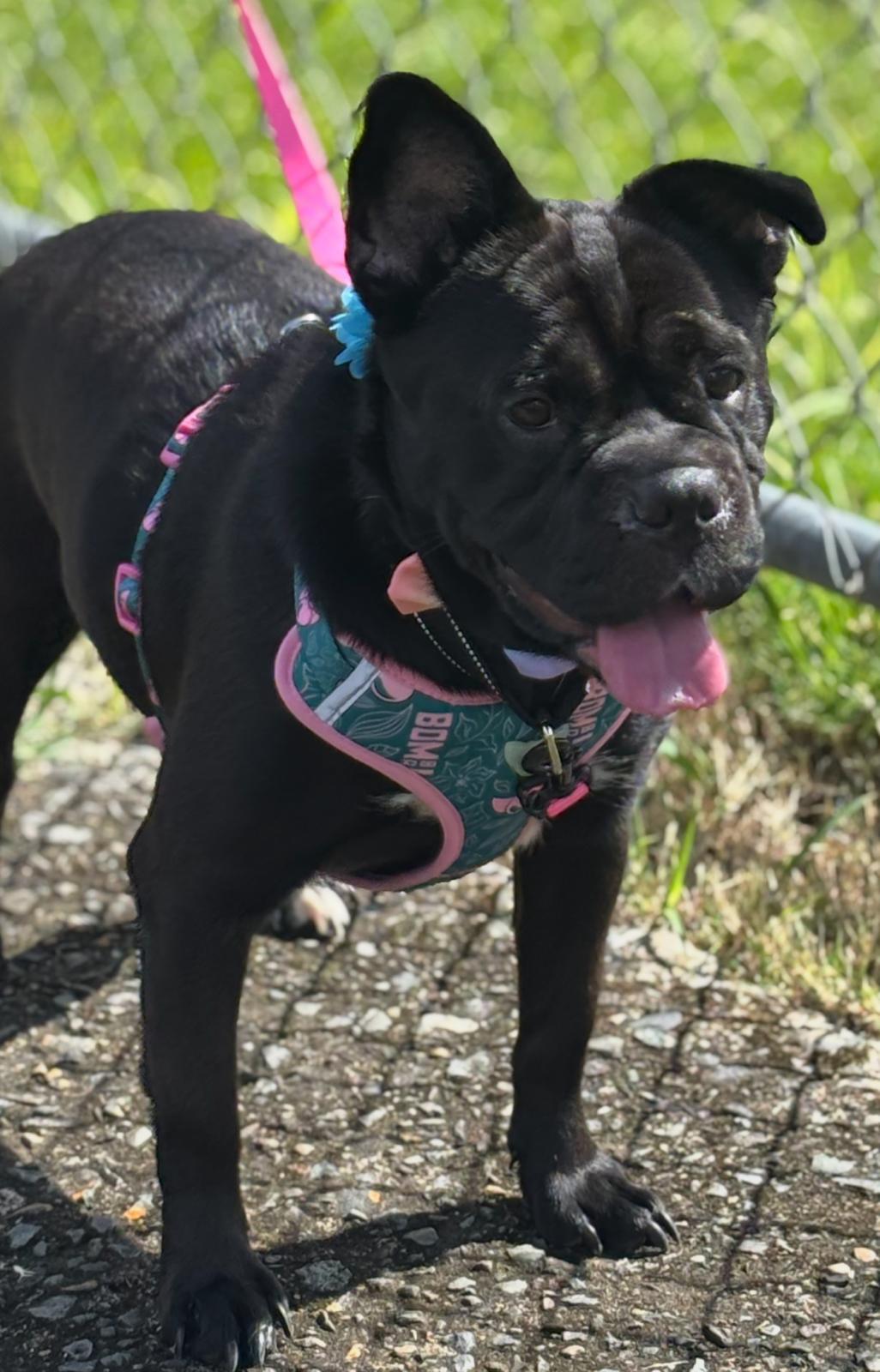 Enlarge Peppa, a Adoptable mixed breed in Ridgefield, CT image 5/6