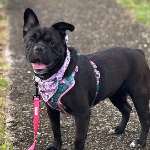 Enlarge Peppa, a Adoptable mixed breed in Ridgefield, CT image 3/6