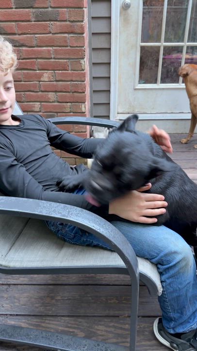 Enlarge Peppa, a Adoptable mixed breed in Ridgefield, CT video 6/6