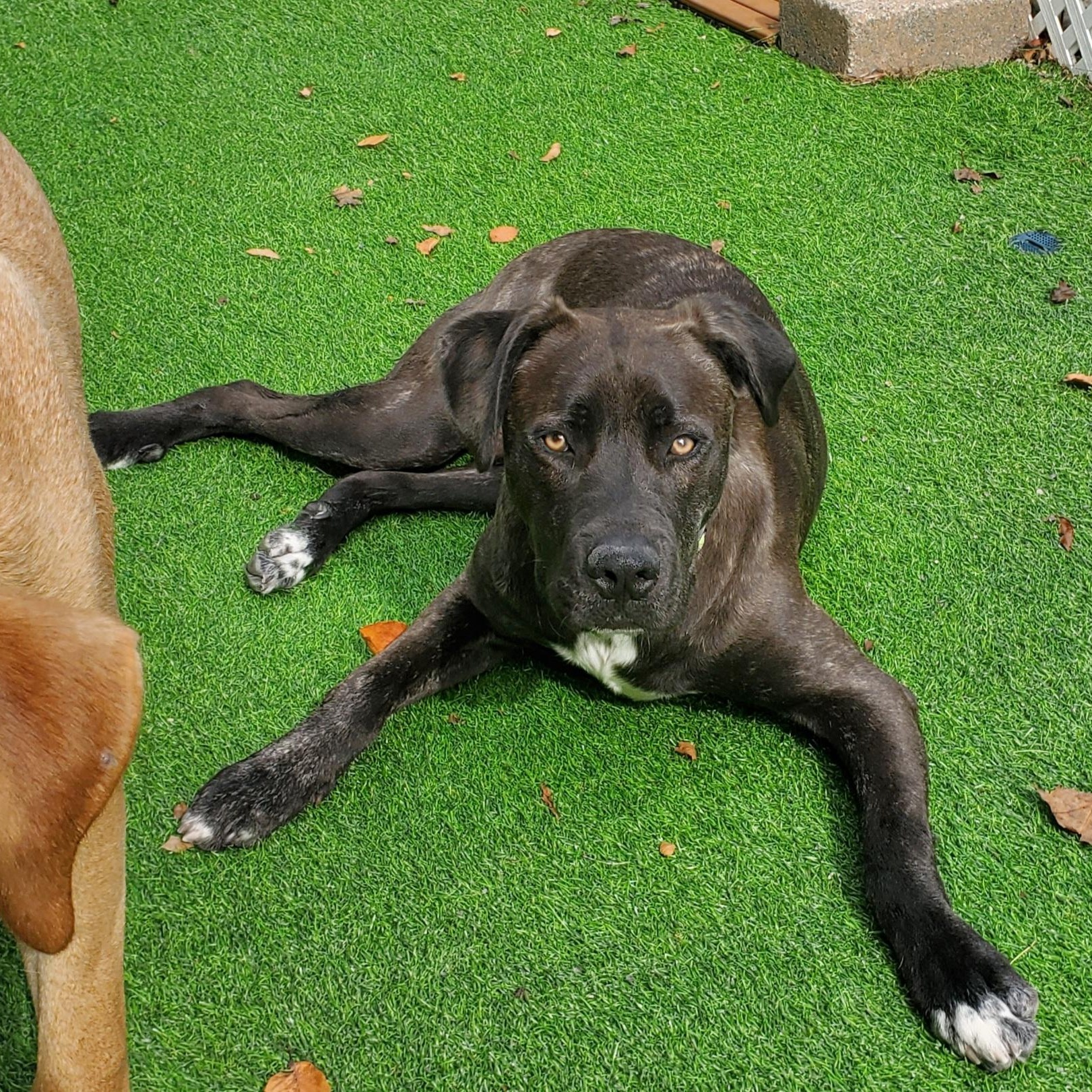 Mr. Man, a Adoptable mixed breed in Blairstown, NJ image 2/6