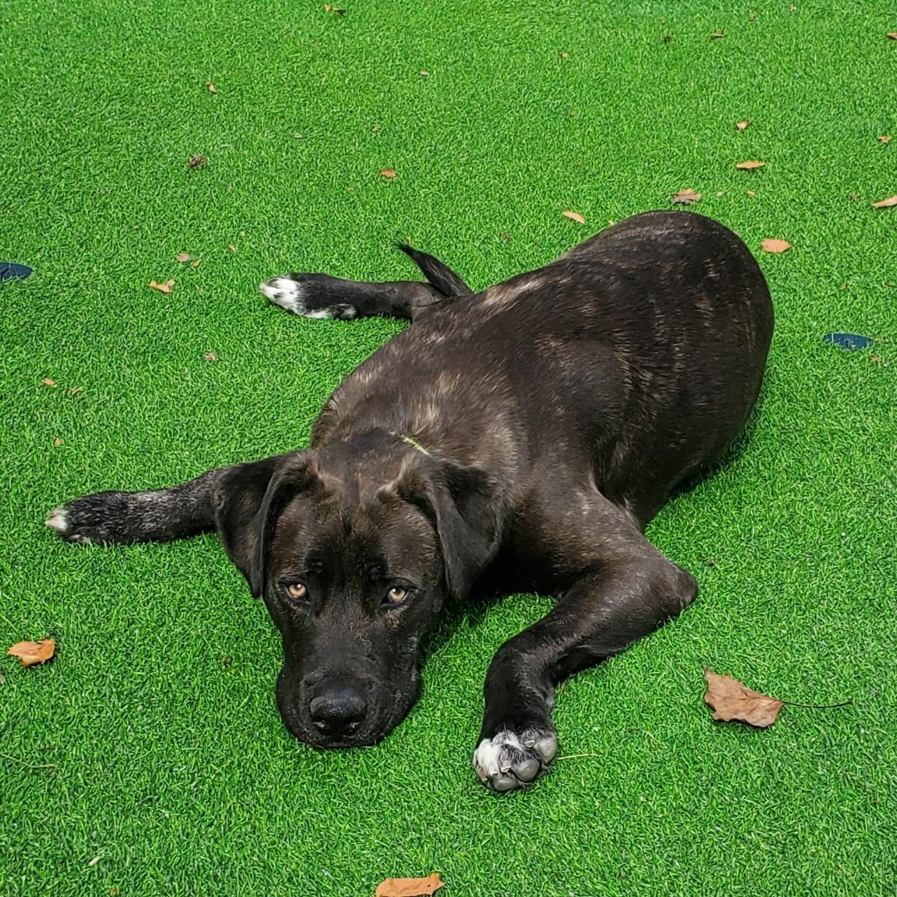 Mr. Man, a Adoptable mixed breed in Blairstown, NJ image 1/6