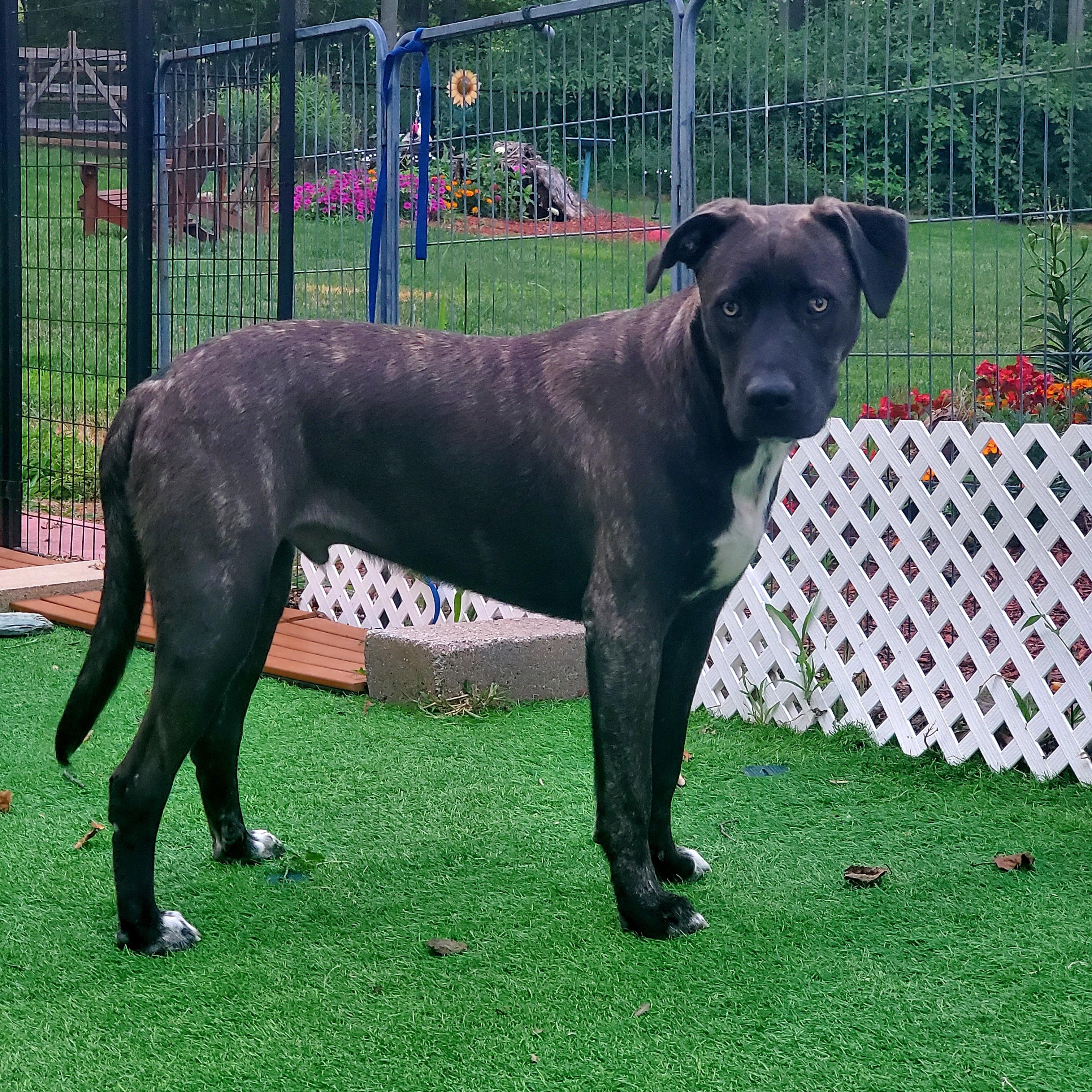 Mr. Man, a Adoptable mixed breed in Blairstown, NJ image 3/6