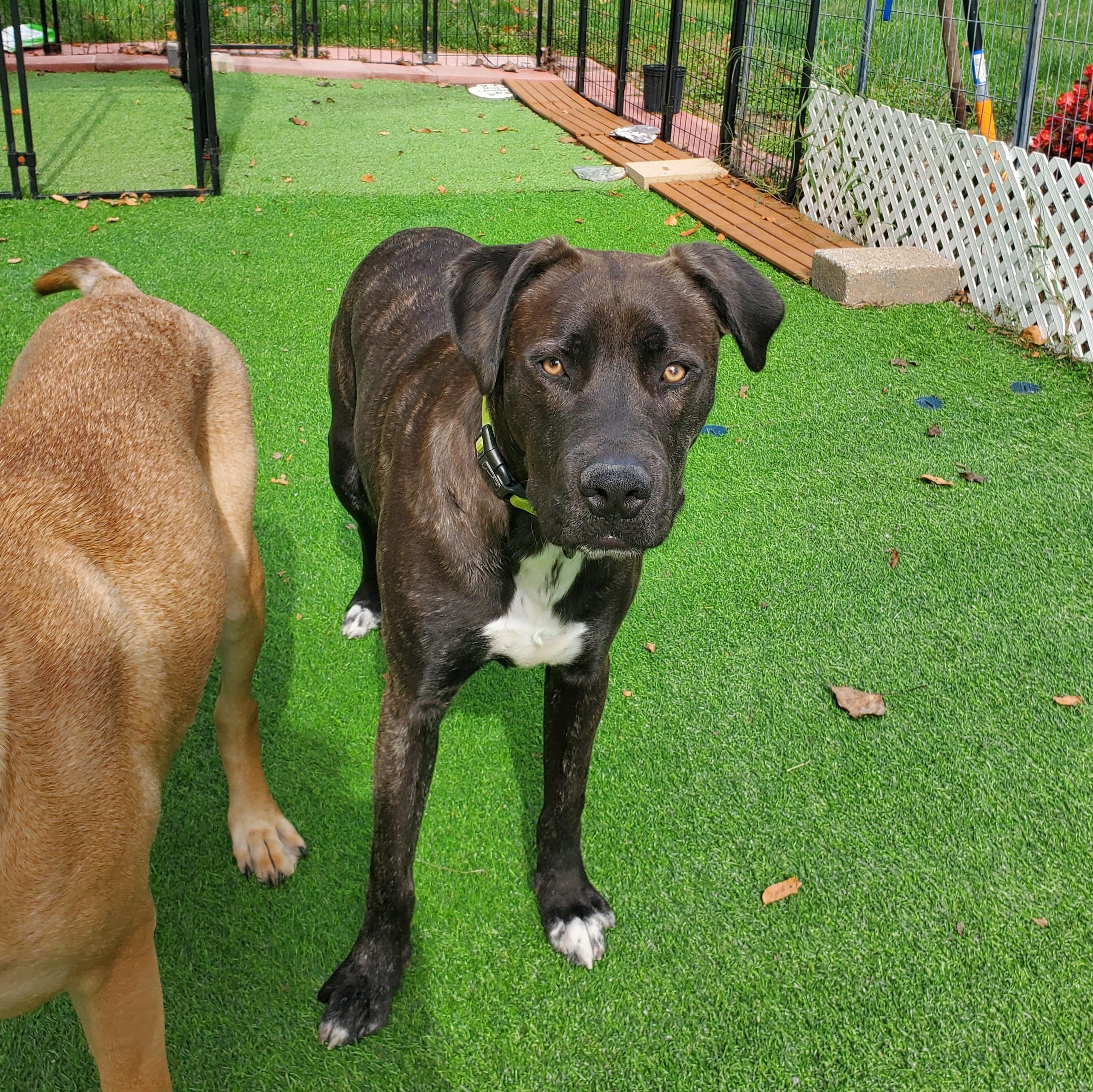 Mr. Man, a Adoptable mixed breed in Blairstown, NJ image 4/6