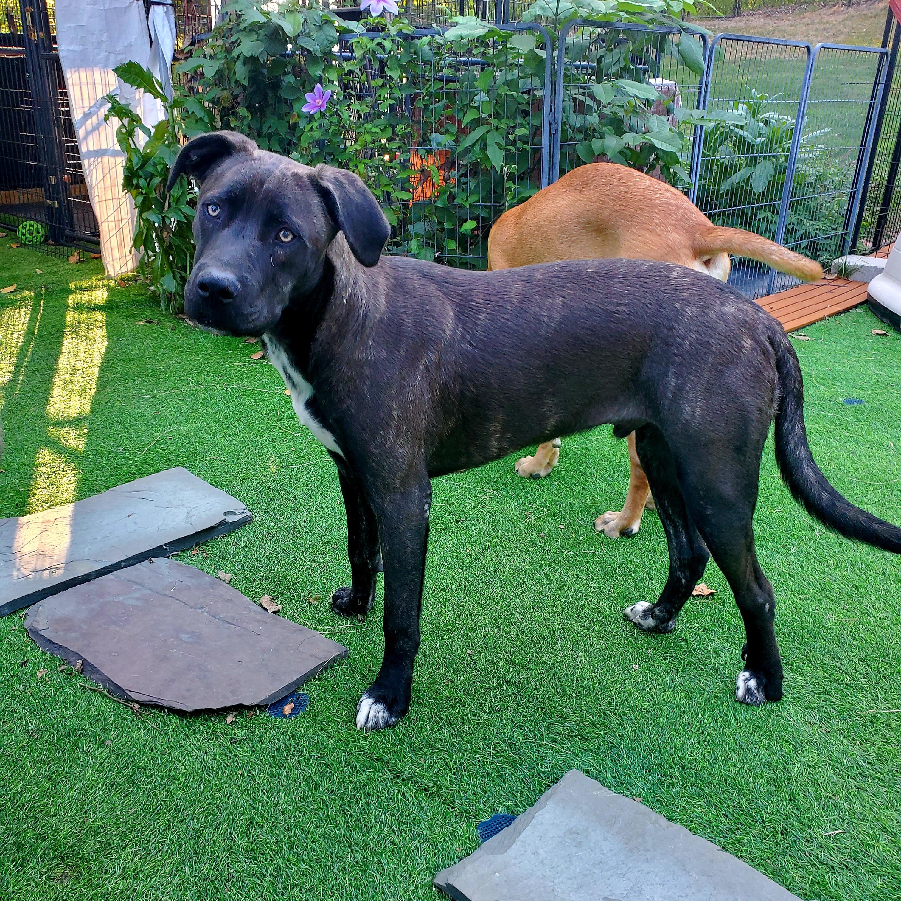 Mr. Man, a Adoptable mixed breed in Blairstown, NJ image 5/6