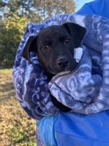 Chief, adopted, Puppy Male Black Labrador Retriever.