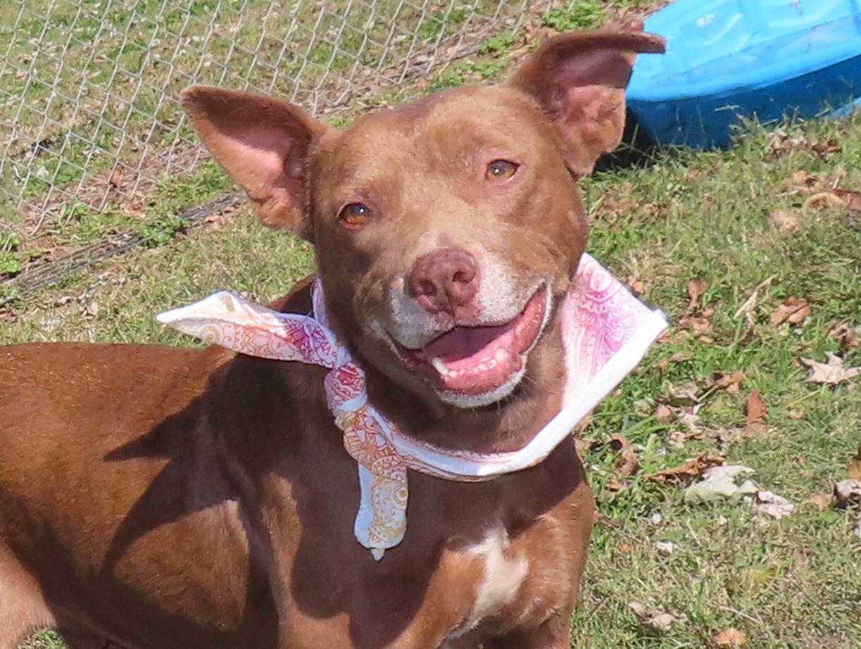Kelly 25C-279, Adoptable, Adult Female Australian Kelpie.