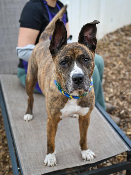 Adele — thumbnail 2