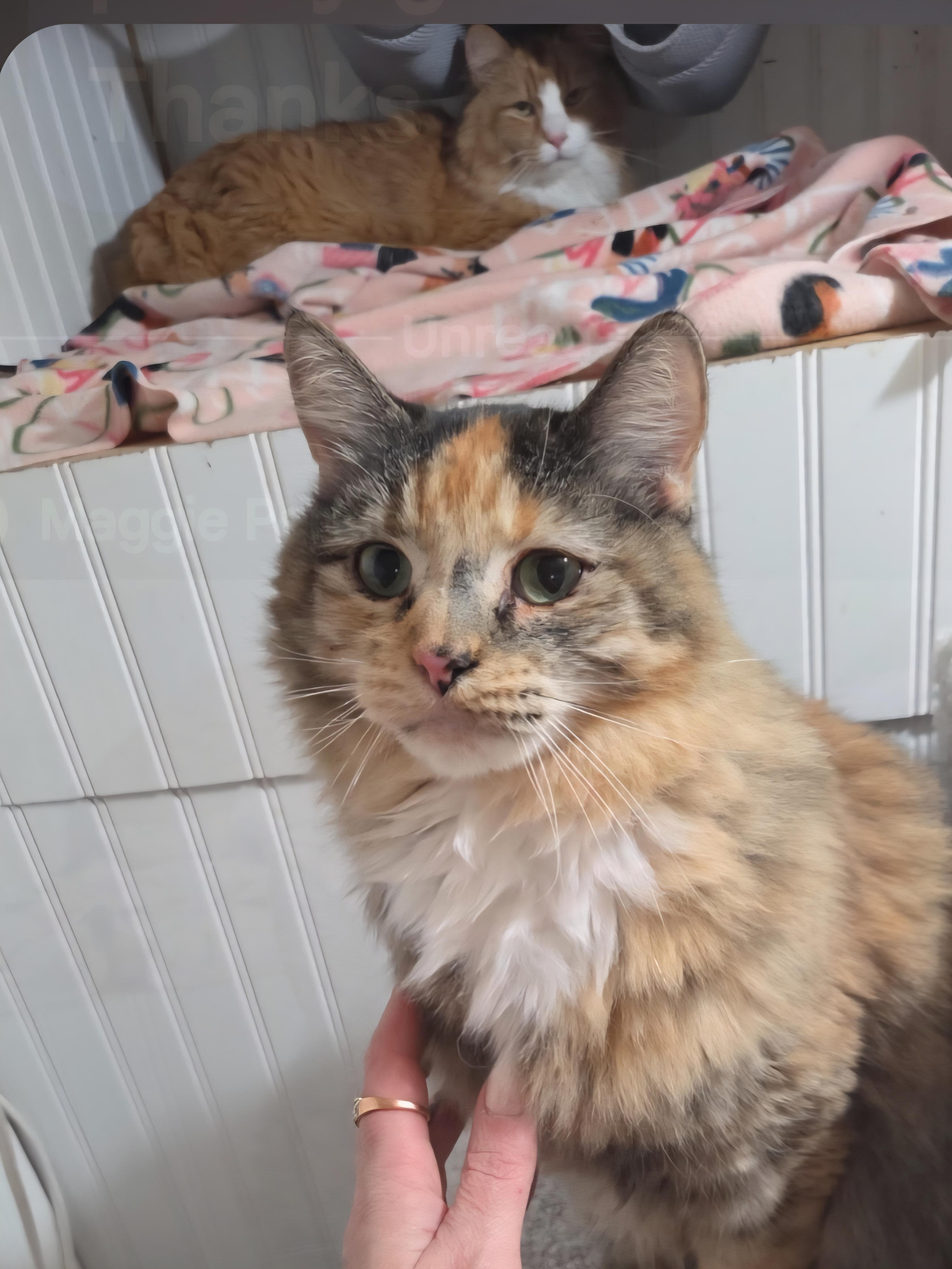 Enlarge Evee, a Adoptable mixed breed in Buhl, ID image 2/4