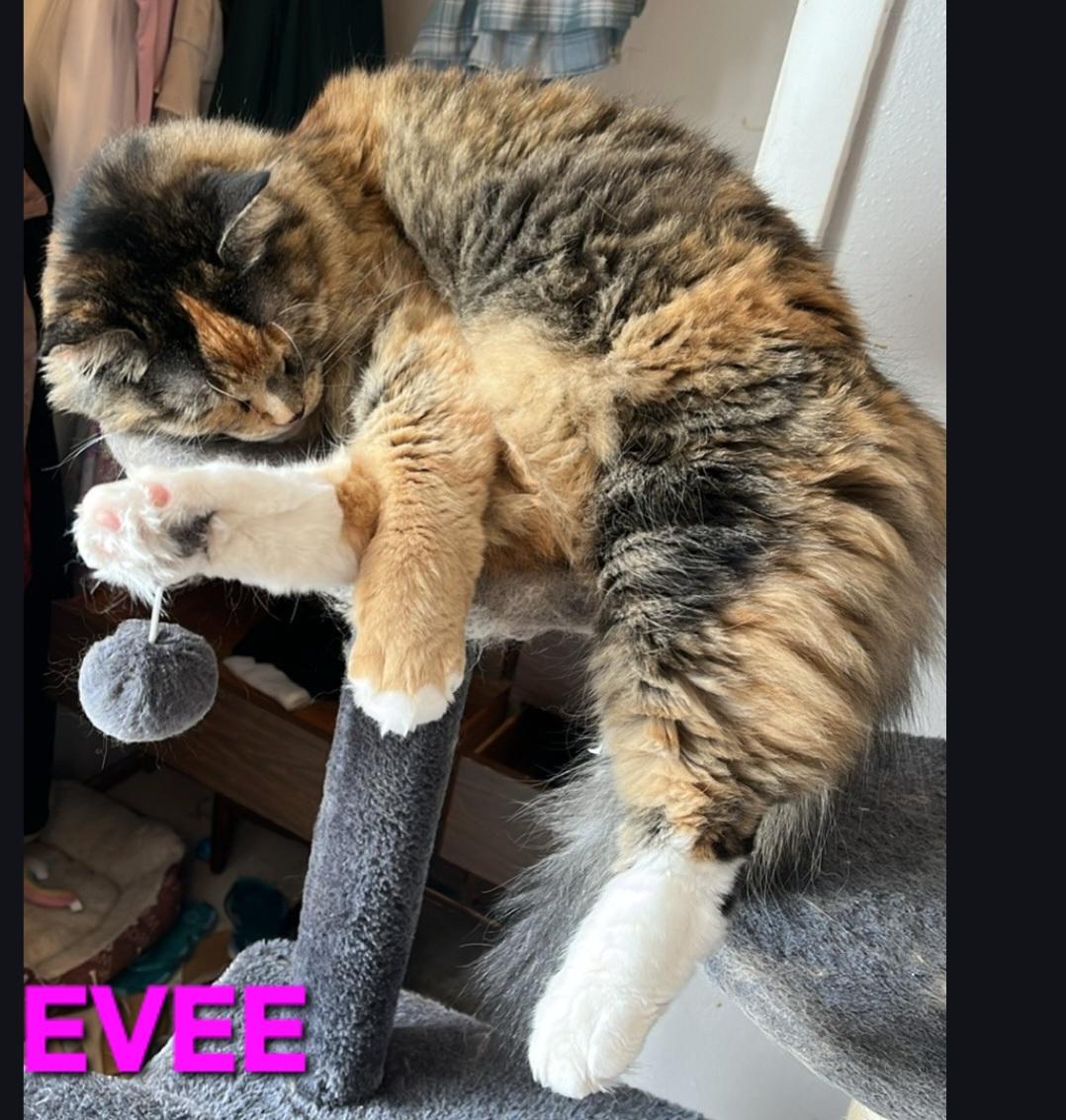 Enlarge Evee, a Adoptable mixed breed in Buhl, ID image 3/4