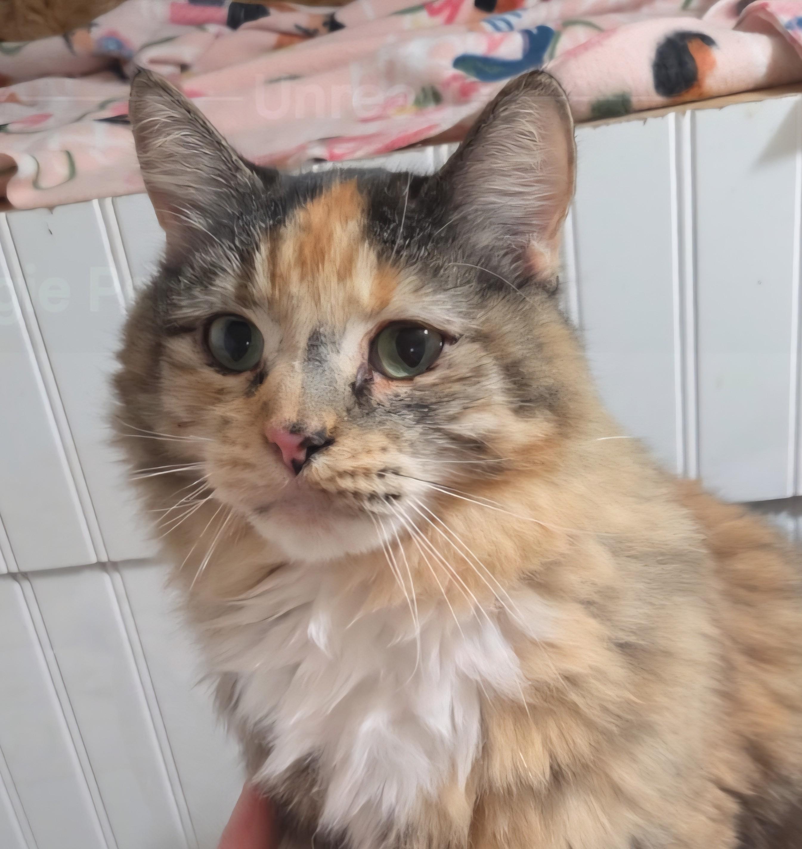 Enlarge Evee, a Adoptable mixed breed in Buhl, ID image 4/4