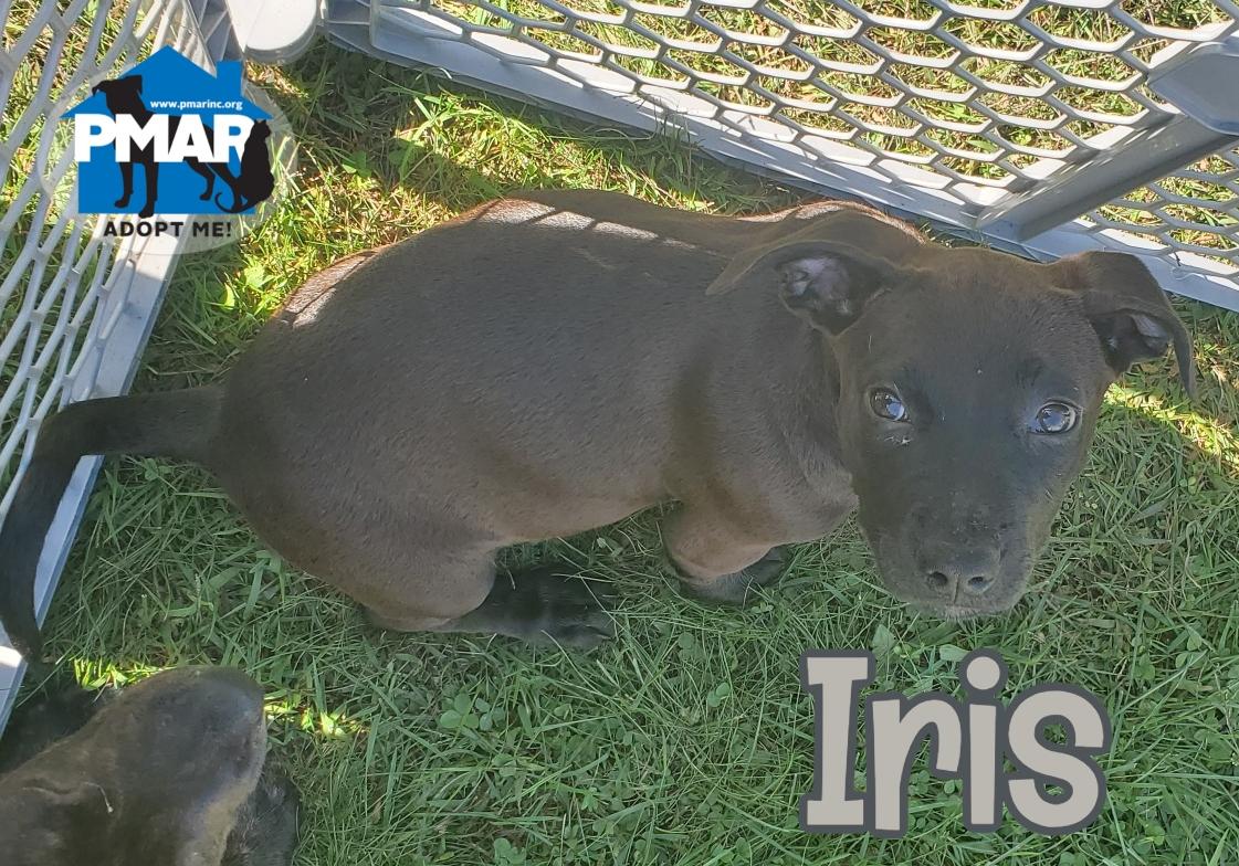 Enlarge Iris, a Adoptable mixed breed in Binghamton, NY image 1/1