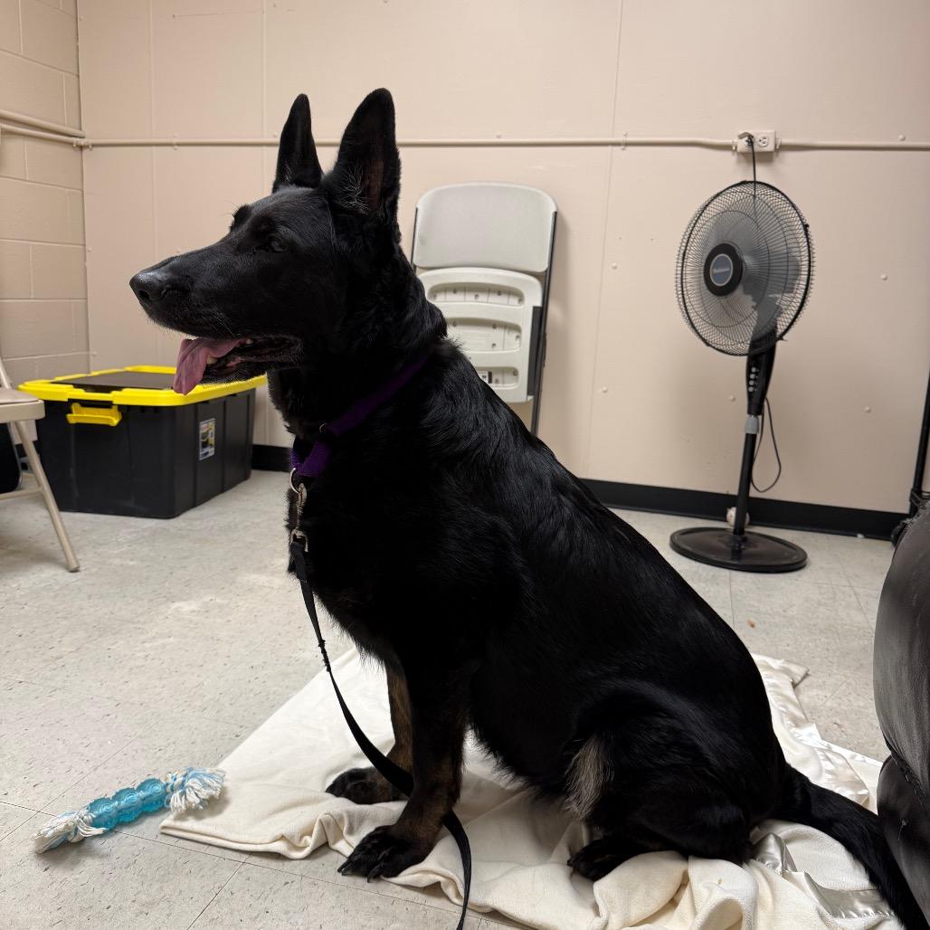 Luna, Adoptable, Senior Female German Shepherd Dog.