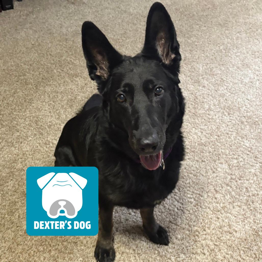 Luna, a Adoptable German Shepherd Dog in Mentor, OH image 2/5