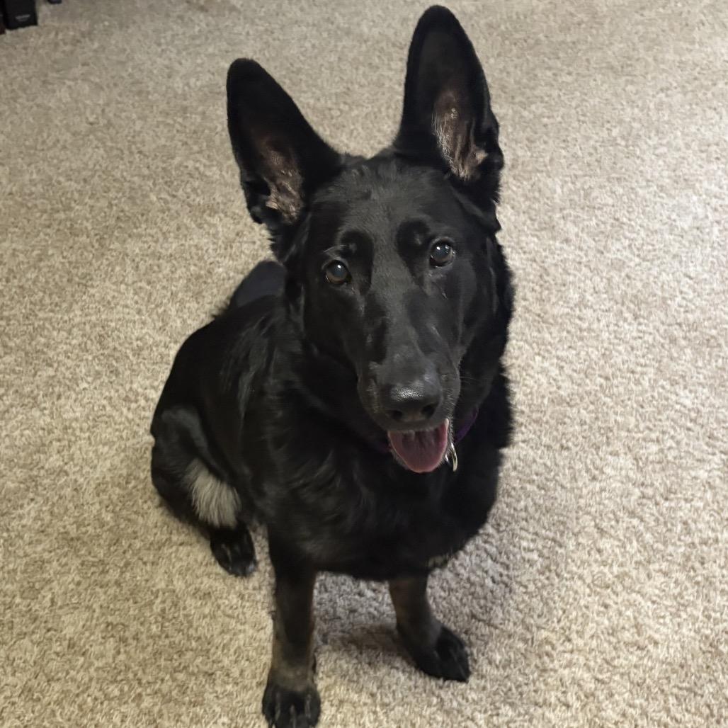 Luna, a Adoptable German Shepherd Dog in Mentor, OH image 3/5