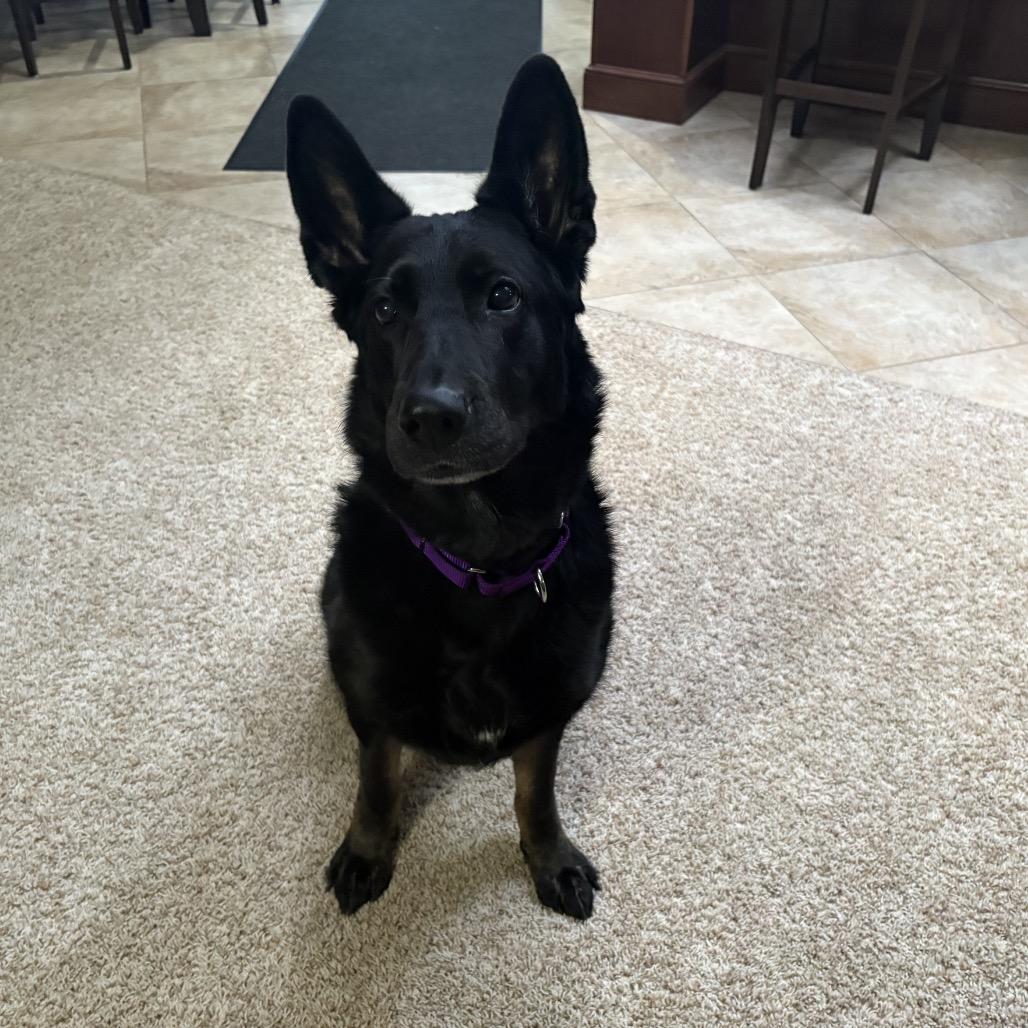 Luna, a Adoptable German Shepherd Dog in Mentor, OH image 4/5