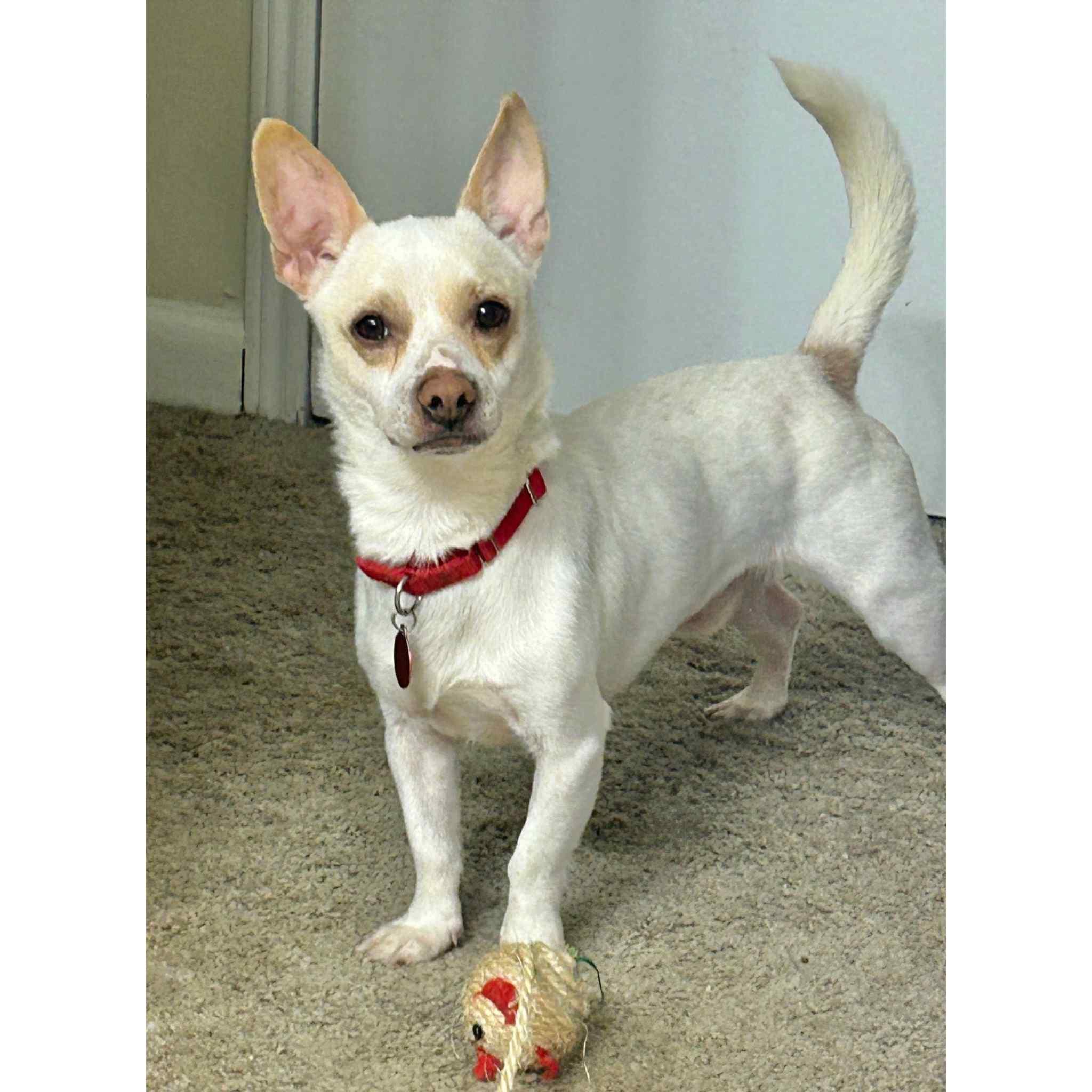 Albert