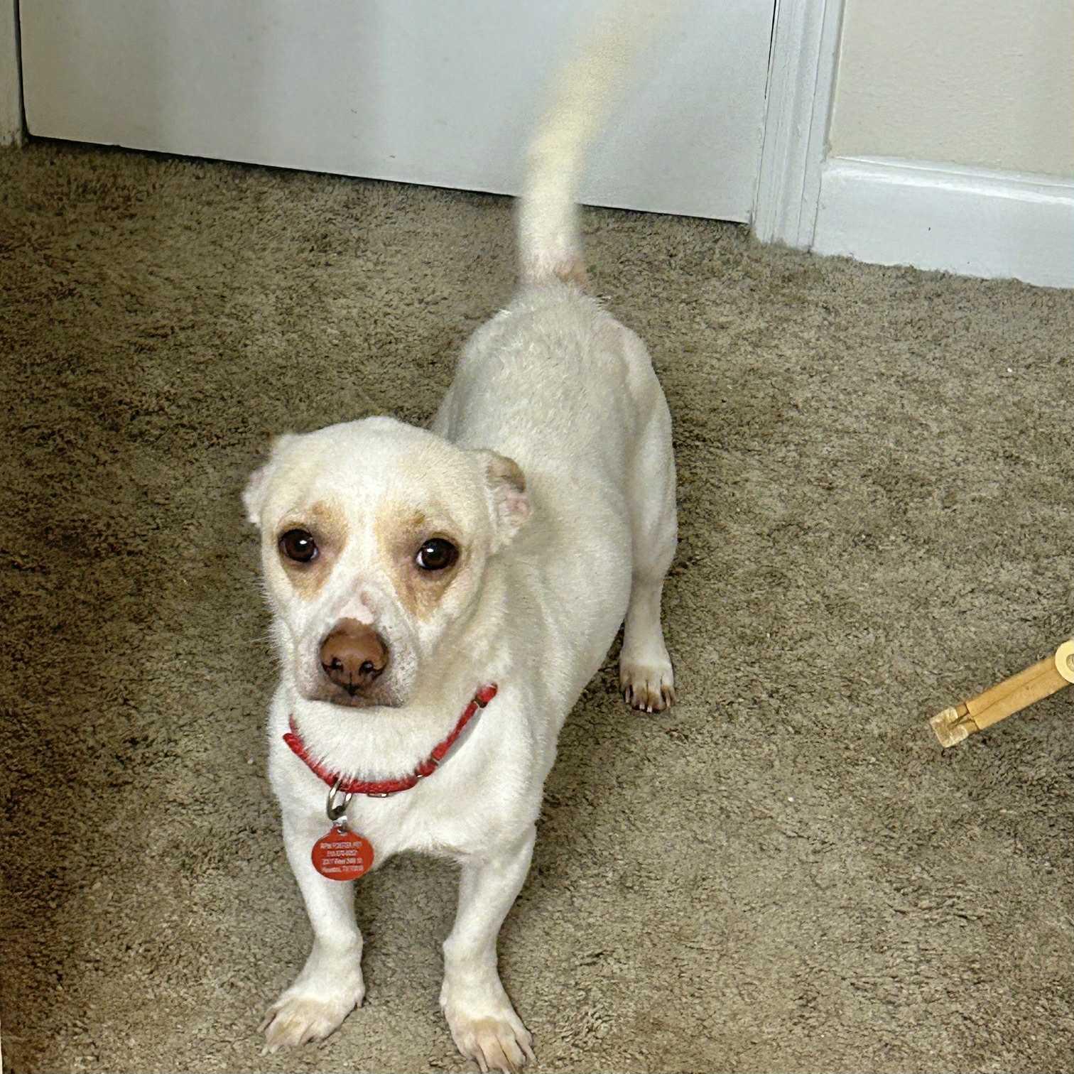 Albert