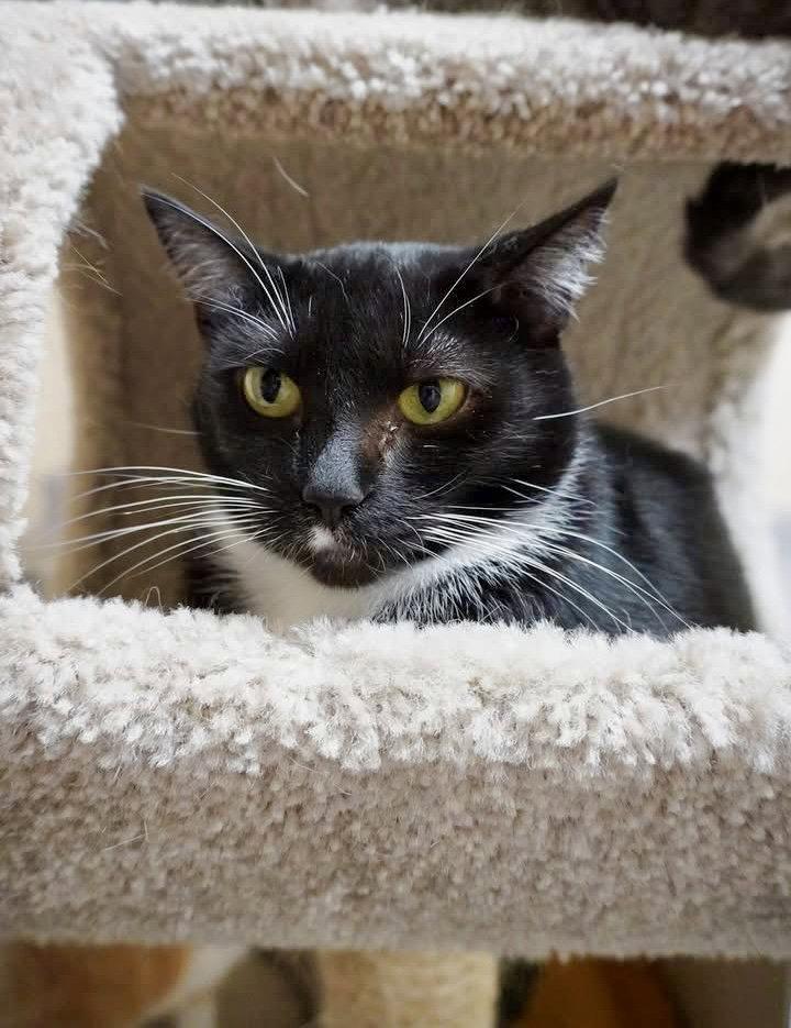 Minney, Adoptable, Adult Female Domestic Short Hair.