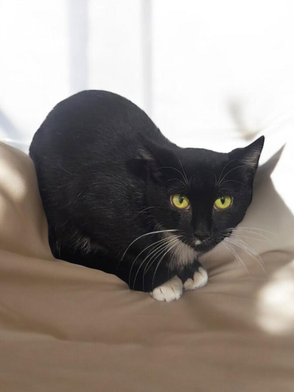 Minney, Adoptable, Adult Female Domestic Short Hair.