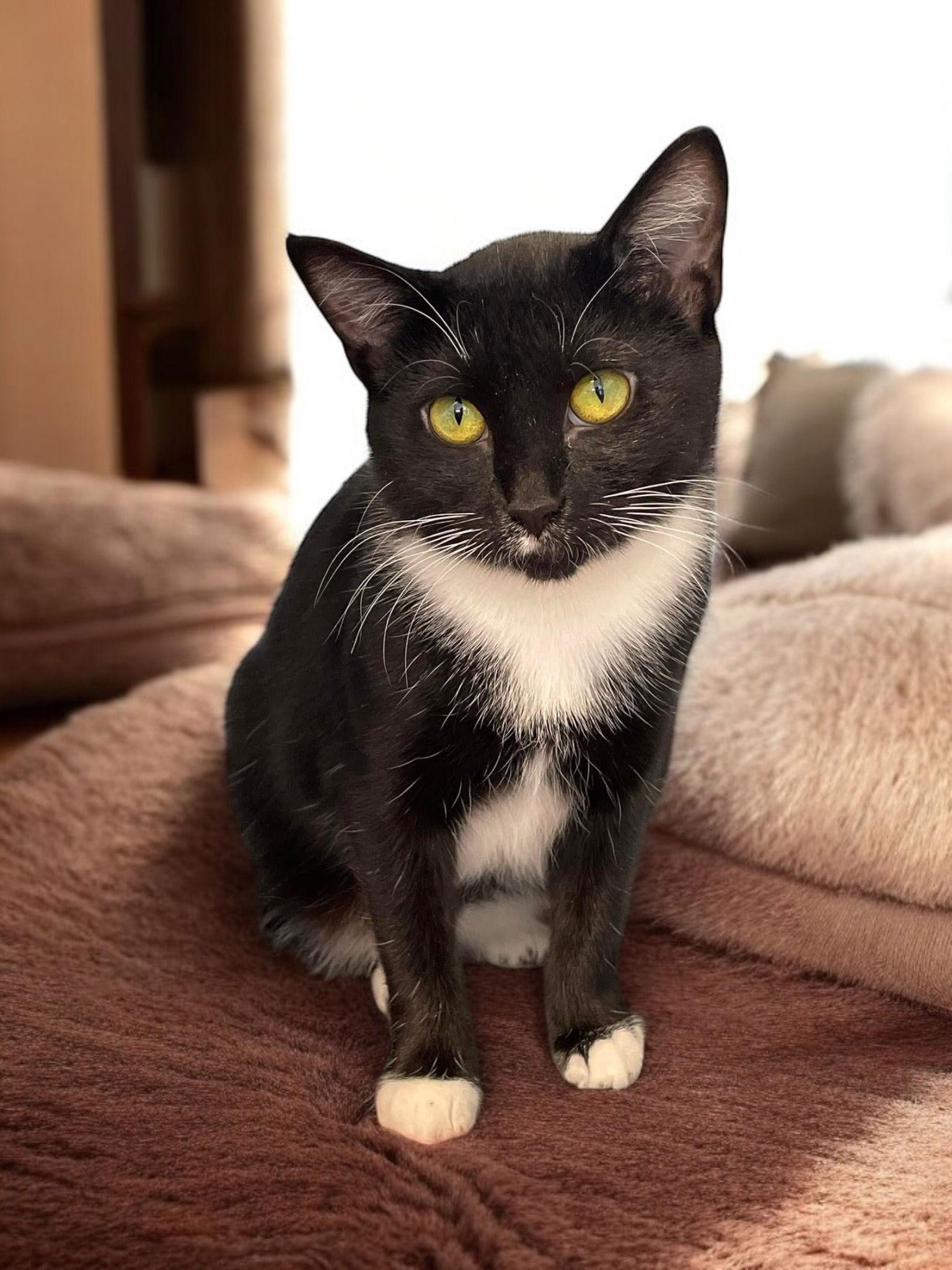 Enlarge Minney, a Adoptable Domestic Short Hair in Champaign, IL image 2/3