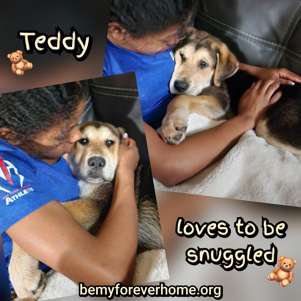 Enlarge Teddy, a Adopted mixed breed in Plano, TX image 1/6
