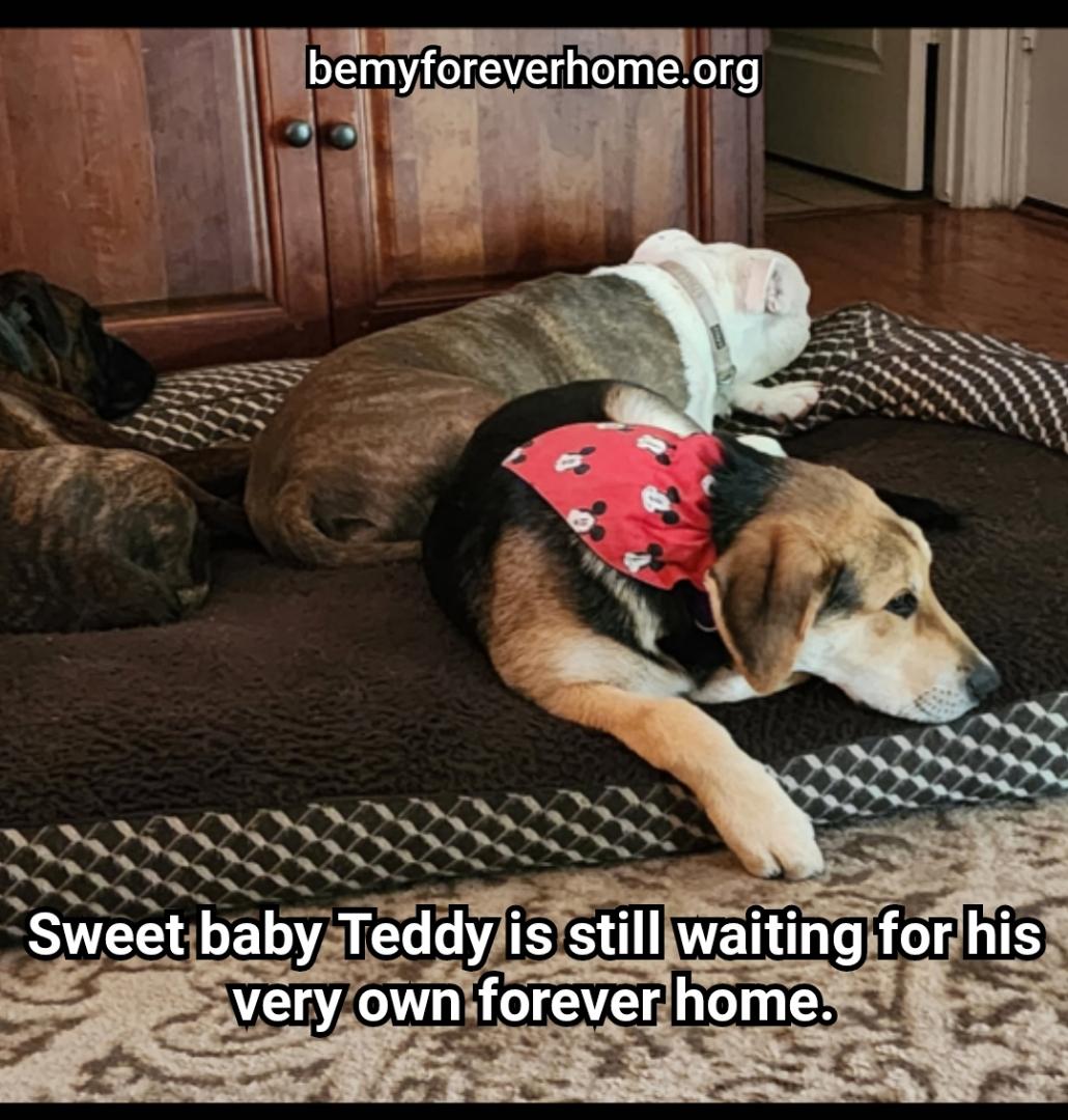 Enlarge Teddy, a Adopted mixed breed in Plano, TX image 5/6