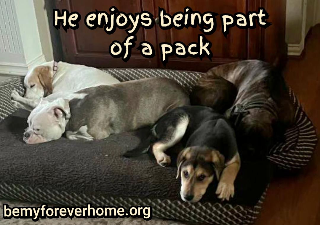 Enlarge Teddy, a Adopted mixed breed in Plano, TX image 4/6