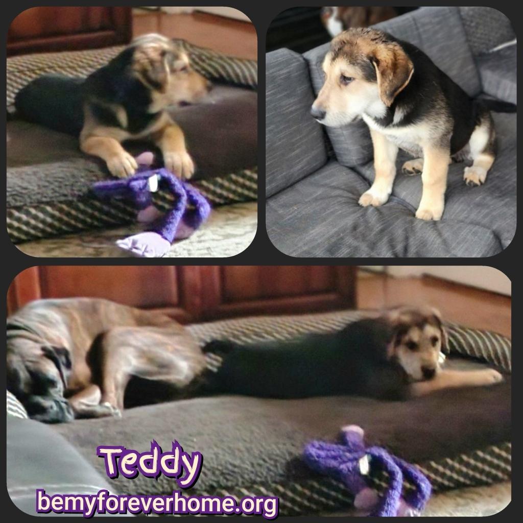 Enlarge Teddy, a Adopted mixed breed in Plano, TX image 6/6