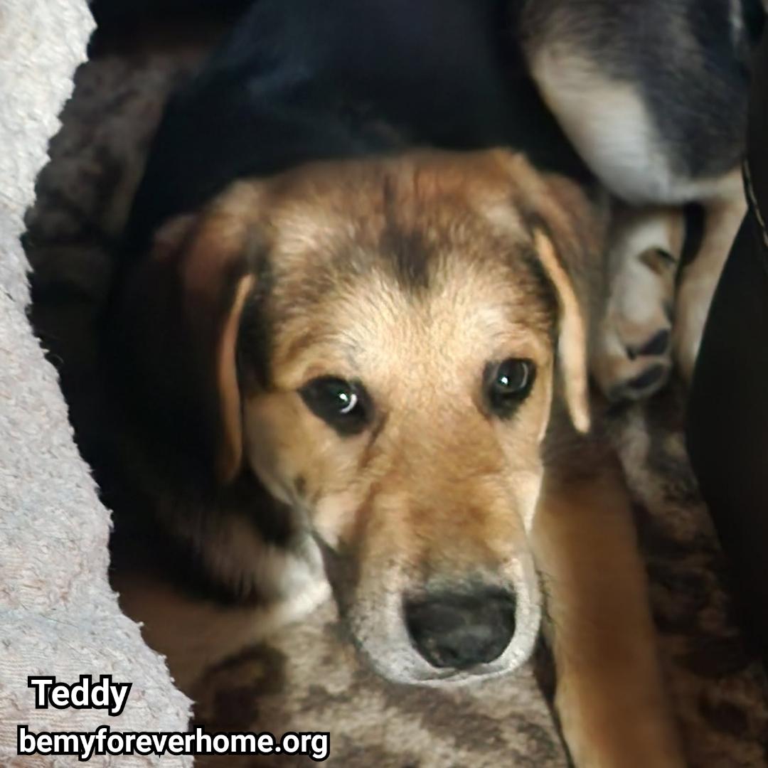 Enlarge Teddy, a Adopted mixed breed in Plano, TX image 3/6