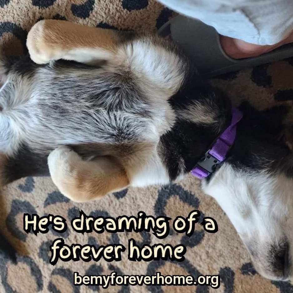 Enlarge Teddy, a Adopted mixed breed in Plano, TX image 2/6