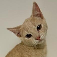 Enlarge Toby, a Adoptable Domestic Short Hair in Ocean Isle Beach, NC image 1/1