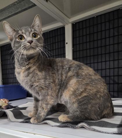 Enlarge Liza, a Adoptable mixed breed in Neenah, WI image 1/1